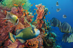 Dimex Vlies Fotótapéta - Colorful underwater - 375x250 cm (MS-5-0507)