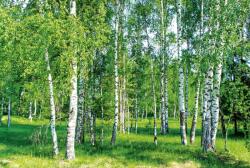 Dimex BIRCH GROW fotótapéta, poszter, vlies alapanyag, 375x250 cm (MS-5-0100)