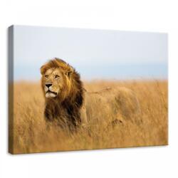 Consalnet Oroszlán, vászonkép, 70x50 cm méretben (C5-11750O7)