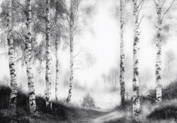 Consalnet Fekete-fehér nyírerdő poszter, fotótapéta, Vlies (250 x 175 cm) (C1-15513VX5)