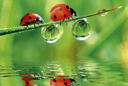 Dimex LADYBIRD fotótapéta, poszter, vlies alapanyag, 375x250 cm (MS-5-0226)