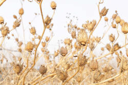 Dimex Vlies Fotótapéta - Stramonium - 375x250 cm (MS-5-1350)