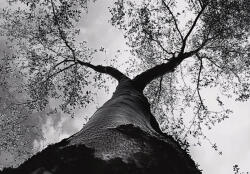 Consalnet Fekete-fehér fa lentről poszter, fotótapéta, Vlies (150 x 105 cm) (C1-15596VX3)