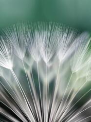 Consalnet Pitypang poszter, fotótapéta, Vlies (184x254 cm, álló) (C1-131V4A)