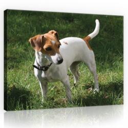 Consalnet Terrier, vászonkép, 60x40 cm méretben (C5-11371O4)