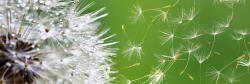 Dimex DANDELION öntapadós konyhai poszter, 180x60 cm (KI-180-012)