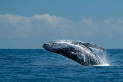Dimex Vlies Fotótapéta - Whale breaching on pacific ocean - 375x250 cm (MS-5-0519)