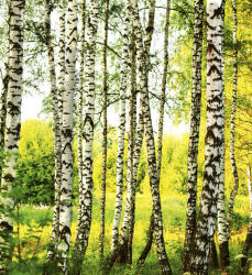 Dimex BIRCH FOREST fotótapéta, poszter, vlies alapanyag, 225x250 cm (MS-3-0094)