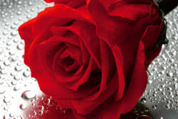 Dimex Vlies Fotótapéta - Close up Rose - 375x250 cm (MS-5-1398)