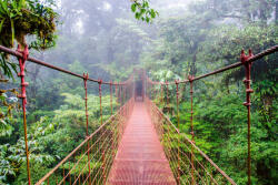 Dimex Vlies Fotótapéta - Bridge in rainforest - 375x250 cm (MS-5-0637)