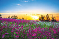Dimex Vlies Fotótapéta - Sunrise and Flowers - 375x250 cm (MS-5-1947)