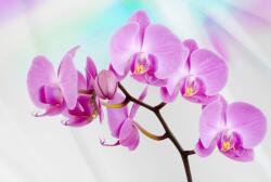 Consalnet Orchidea poszter, fotótapéta (368 x 254 cm) (C1-116V8)