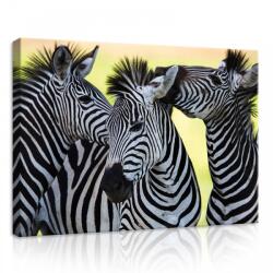 Consalnet Zebra, vászonkép, 70x50 cm méretben (C5-20313O7)