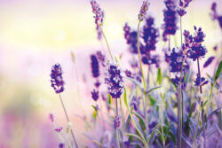 Dimex Vlies Fotótapéta - Lavender field - 375x250 cm (MS-5-1318)