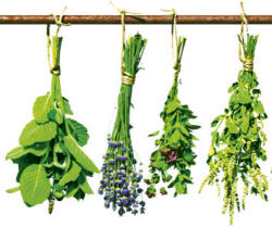 Dimex HERBS fotótapéta, poszter, vlies alapanyag, 150x250 cm (MS-2-0240)