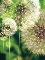 Consalnet Pitypang poszter, fotótapéta, Vlies (184x254 cm, álló) (C1-056V4A)