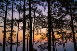 Dimex Vlies Fotótapéta - Park of Thailand - 375x250 cm (MS-5-1896)