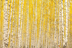 Dimex Vlies Fotótapéta - Yellow birch - 375x250 cm (MS-5-1898)