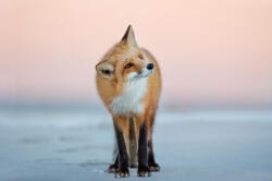 Dimex FOX TURNS ITS HEAD fotótapéta, poszter, vlies alapanyag, 375x250 cm (MS-5-0610)