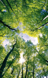 Dimex TREES fotótapéta, poszter, vlies alapanyag, 150x250 cm (MS-2-0104)