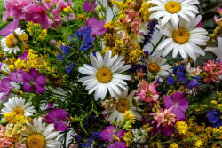 Dimex Vlies Fotótapéta - Colorful bouquet - 375x250 cm (MS-5-1329)