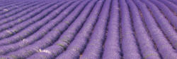 Dimex LAVENDER FIELD öntapadós konyhai poszter, 180x60 cm (KI-180-029)