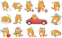 Dimex Vlies Fotótapéta - Cat emotions - 375x250 cm (MS-5-1467)