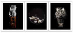 Consalnet Vászonkép 3 darabos, Macska, 3 db 25x25 cm méret (C5-12523S13)