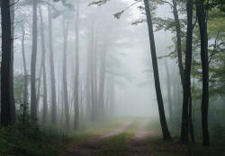 Consalnet Út a ködös erdőben poszter, fotótapéta, Vlies (200 x 140 cm) (C1-15538VX4)