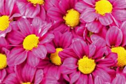 Dimex Vlies Fotótapéta - Pink dahlia - 375x250 cm (MS-5-1385)