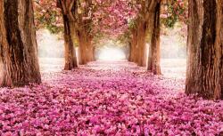 Consalnet Pink alley poszter, fotótapéta (368 x 254 cm) (C1-851V8)