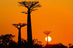 Dimex Vlies Fotótapéta - Avenue of baobab at sunset - 375x250 cm (MS-5-1841)