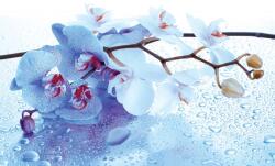 Consalnet Orchidea poszter, fotótapéta, Vlies (416 x 254 cm) (C1-872VEXXXL)