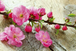 Dimex SAKURA fotótapéta, poszter, vlies alapanyag, 375x250 cm (MS-5-0109)