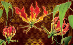 Consalnet Red lilies poszter, fotótapéta, Vlies (368 x 254 cm) (C1-1389V8)