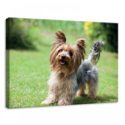 Consalnet Kutya, vászonkép, 70x50 cm méretben (C5-11372O7)
