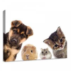 Consalnet Állatok, vászonkép, 70x50 cm méretben (C5-11785O7)