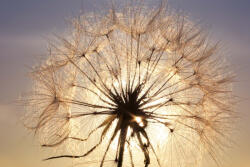 Dimex Vlies Fotótapéta - Dandelion at sunset - 375x250 cm (MS-5-1338)