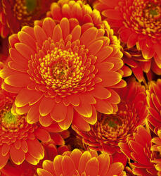 Dimex GERBERA fotótapéta, poszter, vlies alapanyag, 225x250 cm (MS-3-0131)