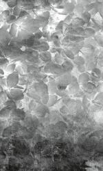 Dimex Almafa fotótapéta, poszter, vlies alapanyag, 150x250 cm (MS-2-0355)