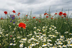 Dimex Vlies Fotótapéta - Field with flowers - 375x250 cm (MS-5-1341)
