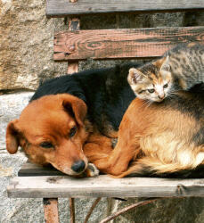 Dimex CAT AND DOG fotótapéta, poszter, vlies alapanyag, 225x250 cm (MS-3-0221)