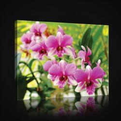 Consalnet Vászonkép, Orchideák, 100x75 cm méretben (C5-2461O1)