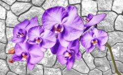 Consalnet Orchidea poszter, fotótapéta (152, 5 x 104 cm) (C1-1606VEL)