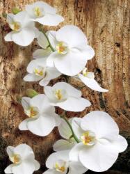 Consalnet Orchidea poszter, fotótapéta (184 x 254 cm) (C1-1017V4A)