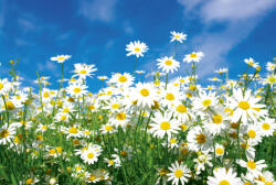 Dimex DAISIES fotótapéta, poszter, vlies alapanyag, 375x250 cm (MS-5-0135)