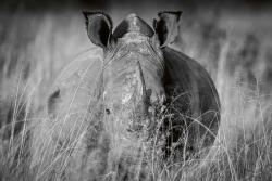 Dimex Vlies Fotótapéta - Rhino in the high grass - 375x250 cm (MS-5-0454)