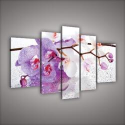 Consalnet Vászonkép, 5 darabos, Orchidea 170x100 cm méretben (C5-1005S4A)