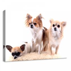 Consalnet Kutyák, vászonkép, 70x50 cm méretben (C5-11377O7)