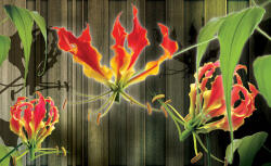 Consalnet Red lilies poszter, fotótapéta (208 x 146 cm) (C1-1390VEXL)